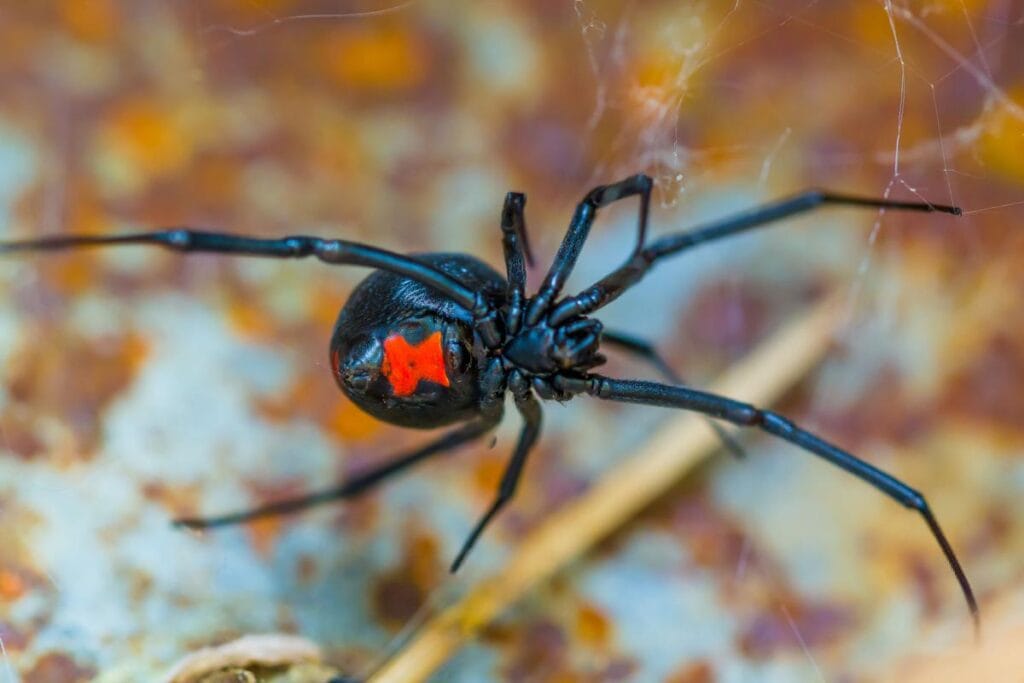 Significado de animais negros. Psicologia da cor preta