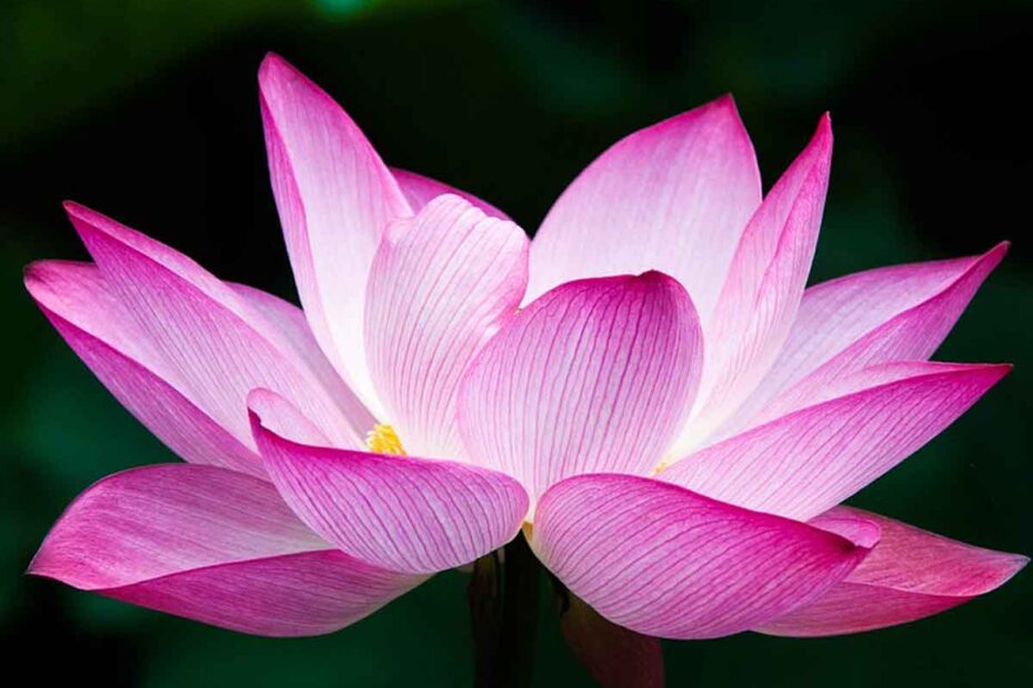 Flor de loto de color rosa.